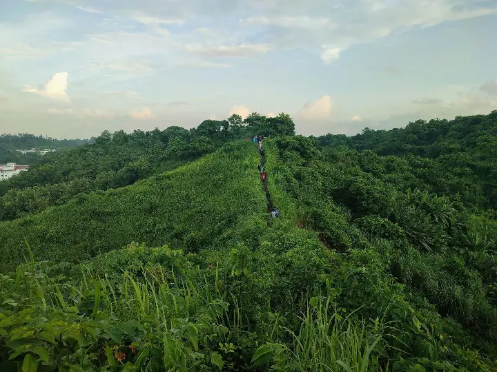 A green forest